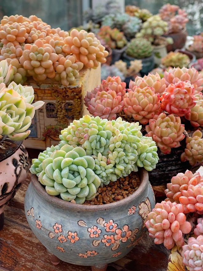 Trồng sen đá, xương rồng là tụ tài hay phá tài? Câu trả lời không chỉ nằm ở cái chậu cây- Ảnh 8.