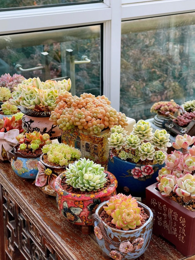 Trồng sen đá, xương rồng là tụ tài hay phá tài? Câu trả lời không chỉ nằm ở cái chậu cây- Ảnh 1.