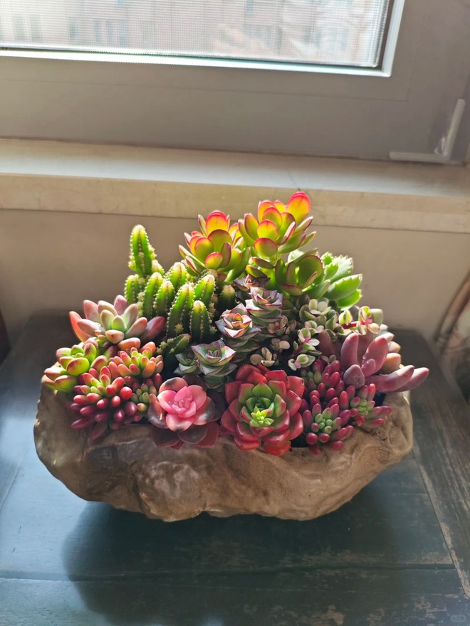 Trồng sen đá, xương rồng là tụ tài hay phá tài? Câu trả lời không chỉ nằm ở cái chậu cây- Ảnh 9.