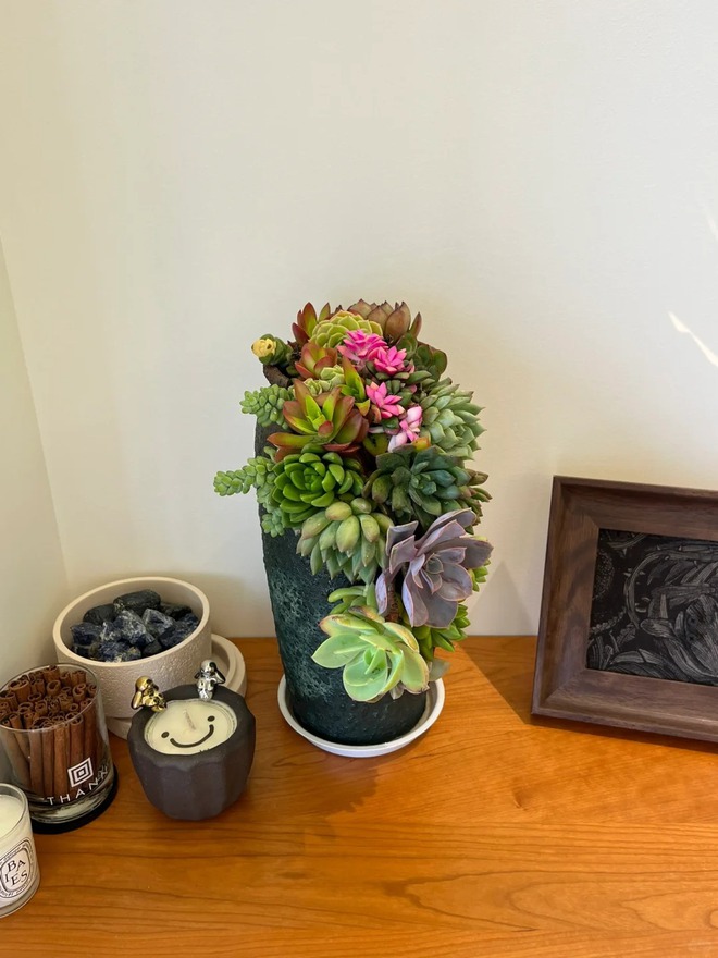 Trồng sen đá, xương rồng là tụ tài hay phá tài? Câu trả lời không chỉ nằm ở cái chậu cây- Ảnh 10.