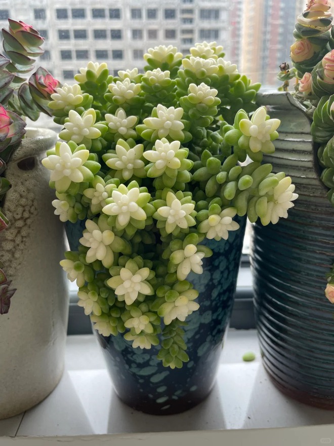 Trồng sen đá, xương rồng là tụ tài hay phá tài? Câu trả lời không chỉ nằm ở cái chậu cây- Ảnh 11.