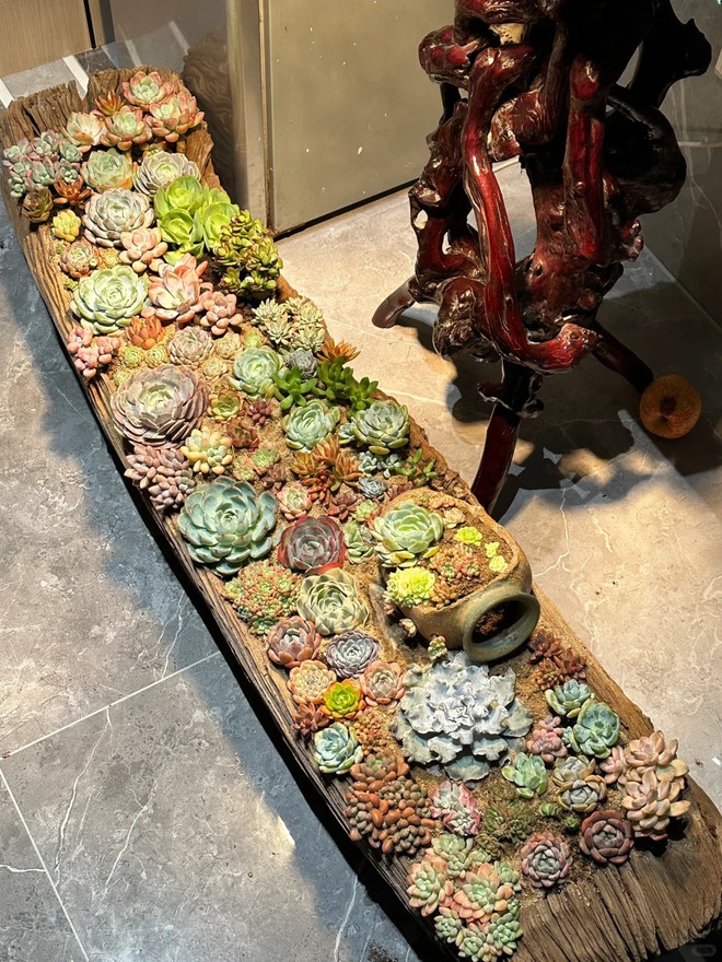 Trồng sen đá, xương rồng là tụ tài hay phá tài? Câu trả lời không chỉ nằm ở cái chậu cây- Ảnh 3.