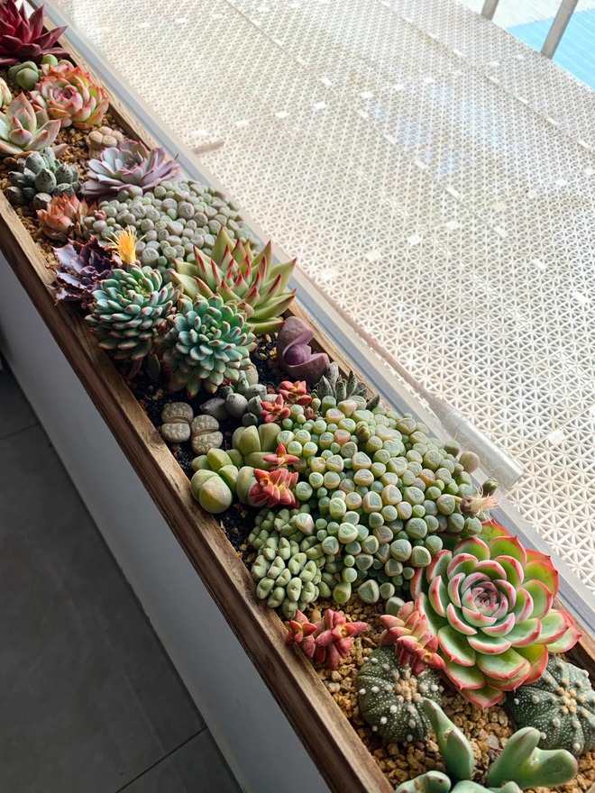 Trồng sen đá, xương rồng là tụ tài hay phá tài? Câu trả lời không chỉ nằm ở cái chậu cây- Ảnh 4.