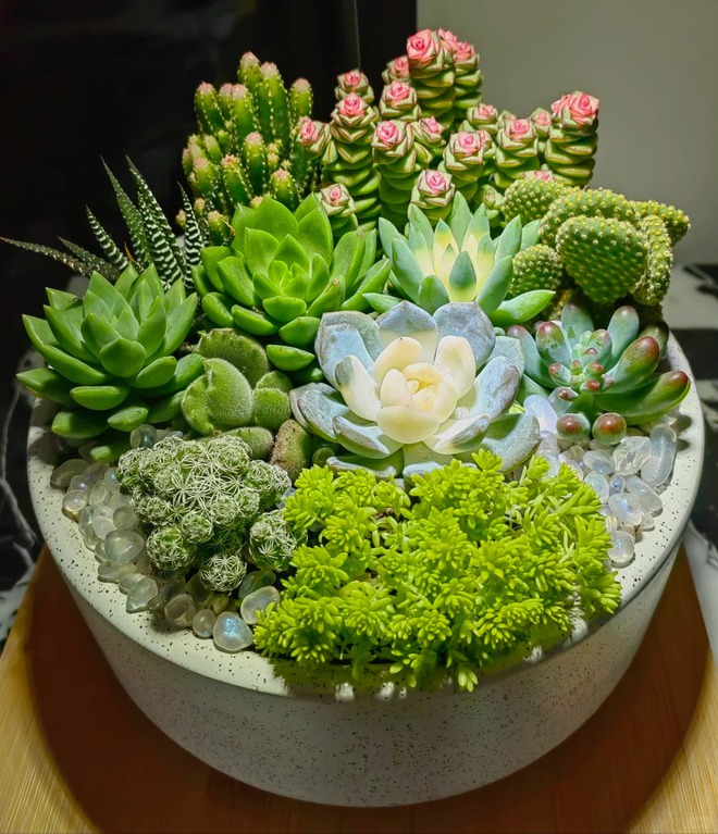 Trồng sen đá, xương rồng là tụ tài hay phá tài? Câu trả lời không chỉ nằm ở cái chậu cây- Ảnh 5.