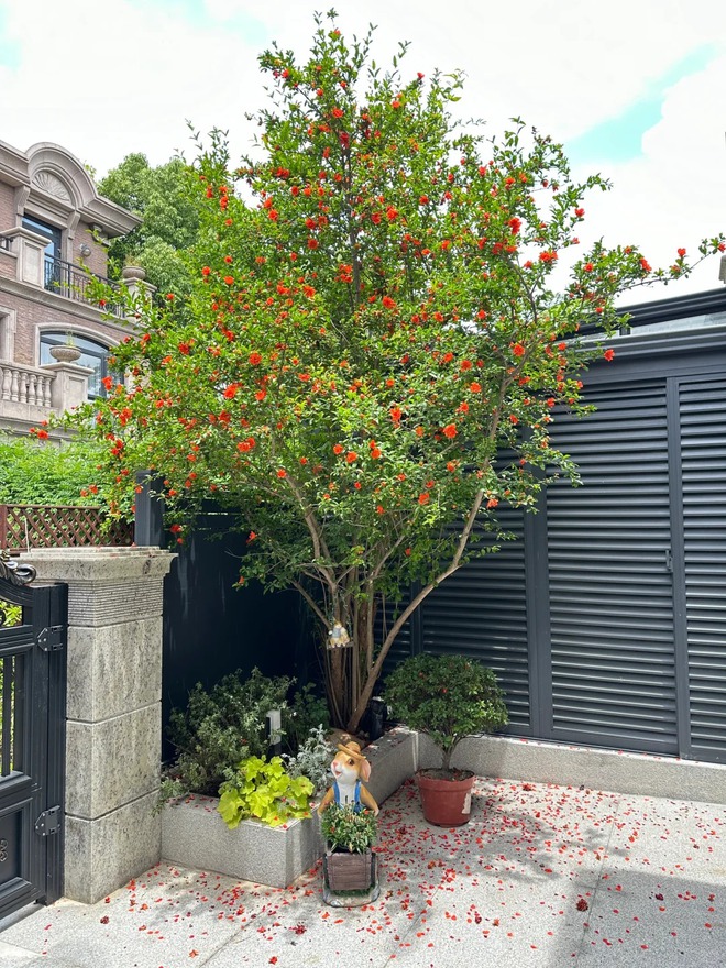 Sân nhà trồng 3 loại cây này: Càng trồng càng thấy nhà ấm, lộc về kín cổng- Ảnh 13.