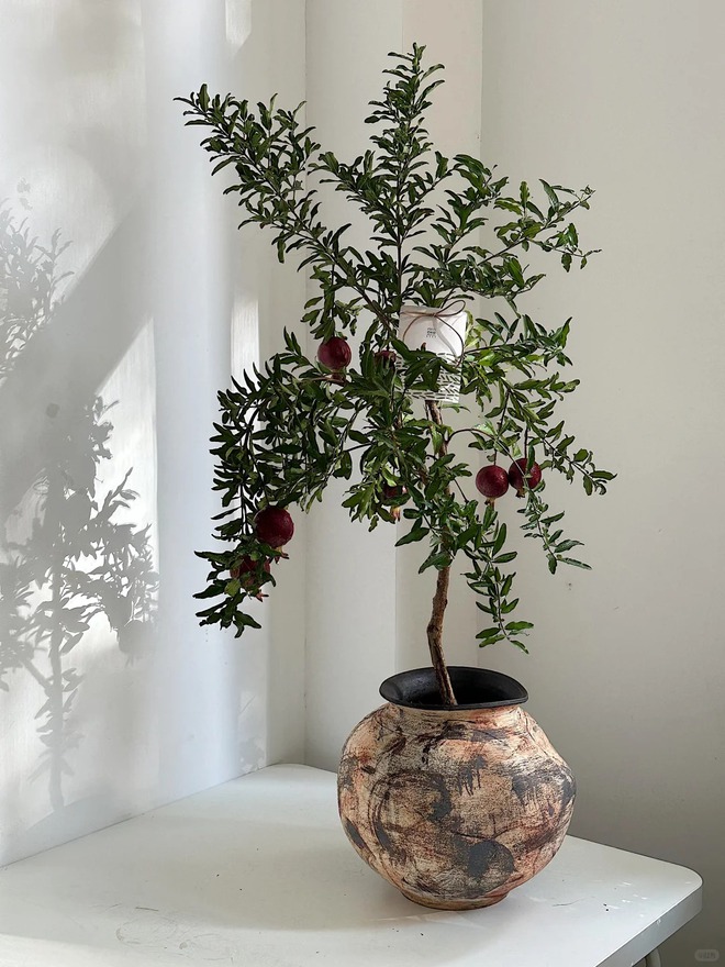 Sân nhà trồng 3 loại cây này: Càng trồng càng thấy nhà ấm, lộc về kín cổng- Ảnh 14.