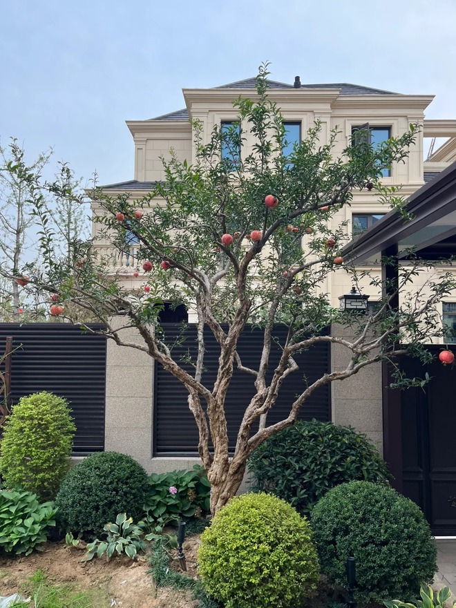 Sân nhà trồng 3 loại cây này: Càng trồng càng thấy nhà ấm, lộc về kín cổng- Ảnh 7.