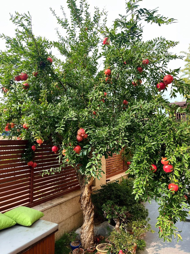 Sân nhà trồng 3 loại cây này: Càng trồng càng thấy nhà ấm, lộc về kín cổng- Ảnh 10.