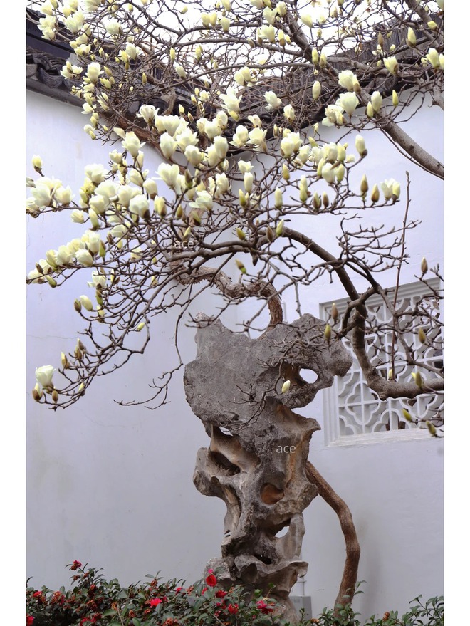 Sân nhà trồng 3 loại cây này: Càng trồng càng thấy nhà ấm, lộc về kín cổng- Ảnh 3.