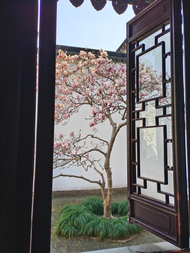 Sân nhà trồng 3 loại cây này: Càng trồng càng thấy nhà ấm, lộc về kín cổng- Ảnh 5.