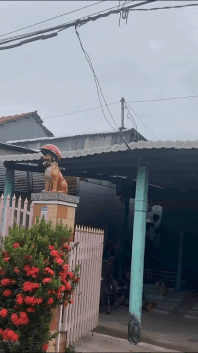 "Đặc sản" trước cửa nhà người miền Tây, cả nước ít người hiểu- Ảnh 5.