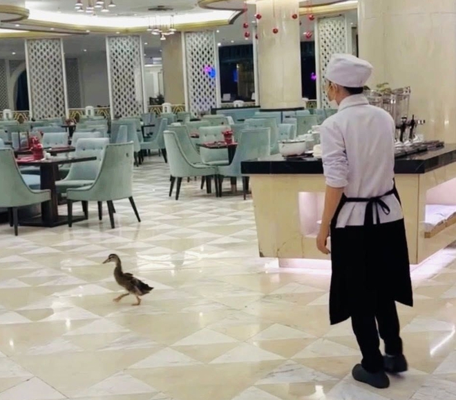 Fanpage của Vinpearl Nha Trang thông báo về tình trạng của đàn vịt "tài phiệt" trước bão số 15 Koto- Ảnh 8.