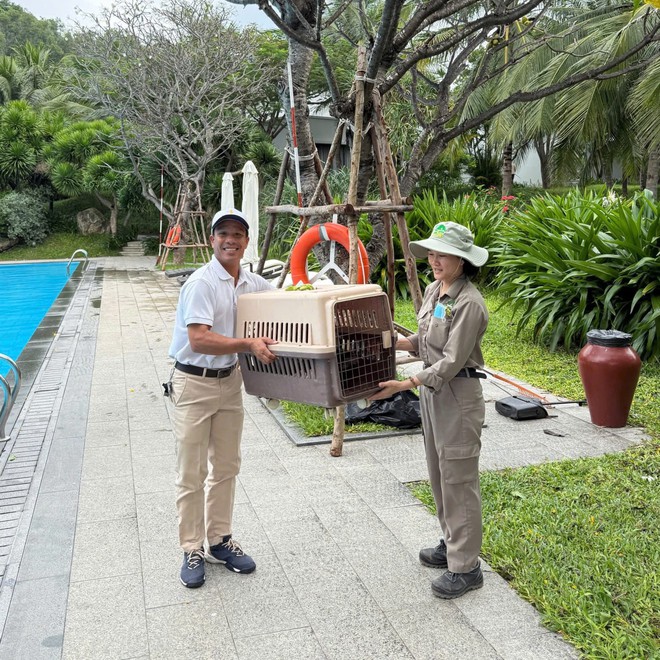 Fanpage của Vinpearl Nha Trang thông báo về tình trạng của đàn vịt "tài phiệt" trước bão số 15 Koto- Ảnh 2.