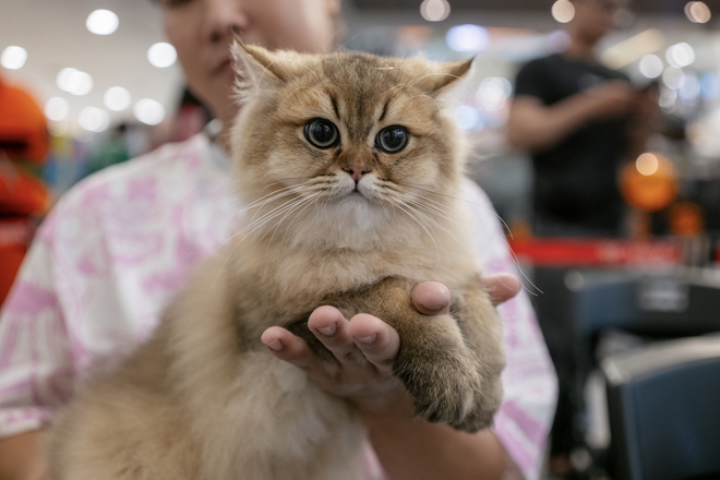 Lộ diện nhan sắc và thân thế của Hoa hậu mèo quốc tế Việt Nam 2025- Ảnh 8.