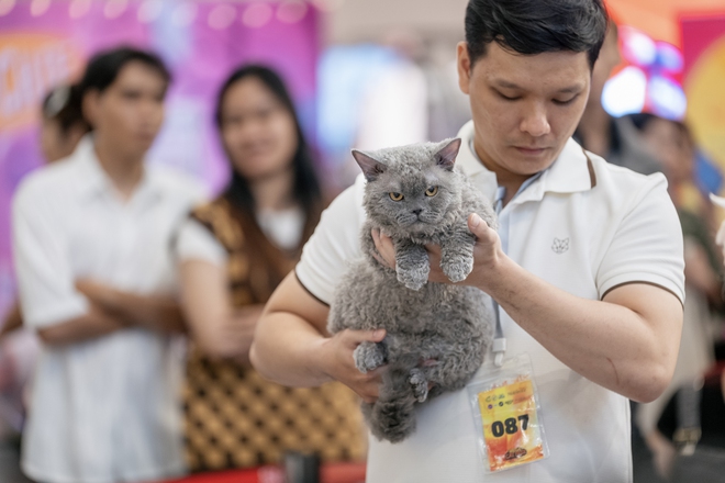 Lộ diện nhan sắc và thân thế của Hoa hậu mèo quốc tế Việt Nam 2025- Ảnh 12.