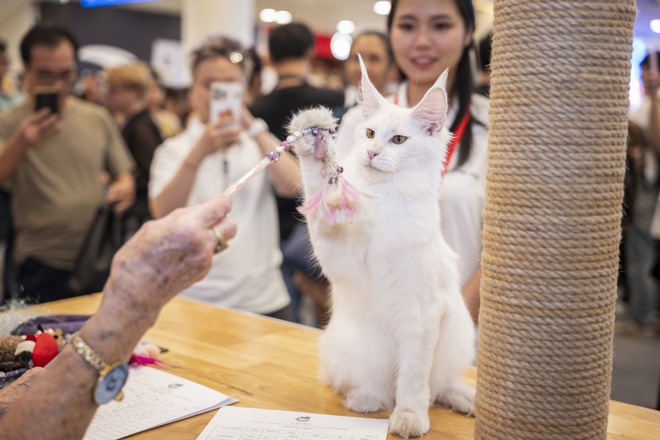 Lộ diện nhan sắc và thân thế của Hoa hậu mèo quốc tế Việt Nam 2025- Ảnh 5.