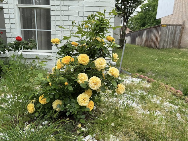 Toàn cảnh bất động sản của "anh Bo" Đan Trường trải dài từ Việt Nam đến Mỹ- Ảnh 10.