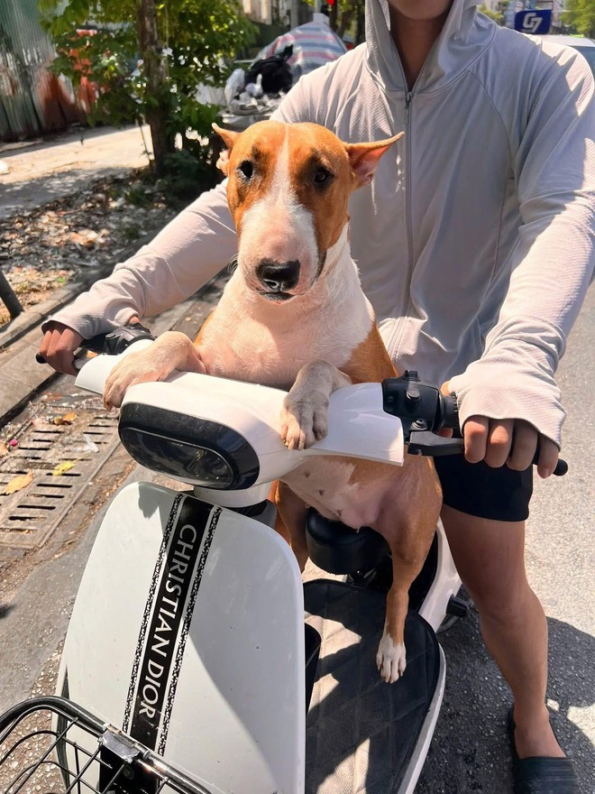 Thông báo khẩn từ chủ quán nướng Hà Nội có chú chó giống hệt “cậu Vàng” trong game Phở Anh Hai- Ảnh 4.