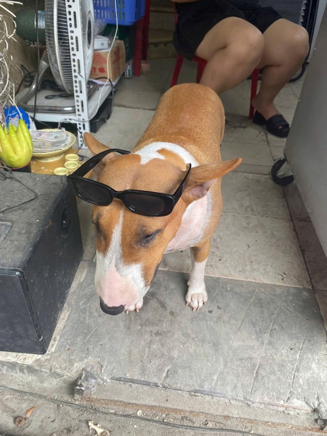 Thông báo khẩn từ chủ quán nướng Hà Nội có chú chó giống hệt “cậu Vàng” trong game Phở Anh Hai- Ảnh 3.