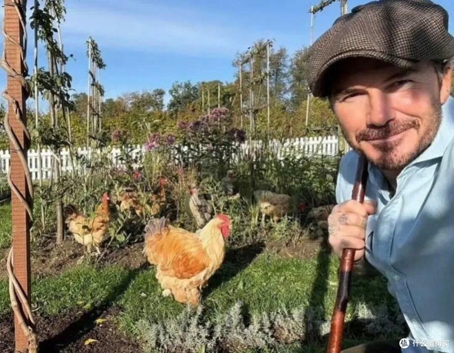 Cảnh tượng khó tin: David Beckham "bỏ phố về quê", trồng rau nuôi gà như nông dân- Ảnh 2.