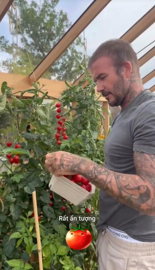Cảnh tượng khó tin: David Beckham "bỏ phố về quê", trồng rau nuôi gà như nông dân- Ảnh 4.