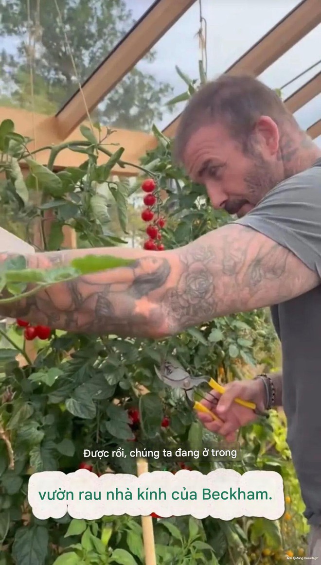 Cảnh tượng khó tin: David Beckham "bỏ phố về quê", trồng rau nuôi gà như nông dân- Ảnh 3.