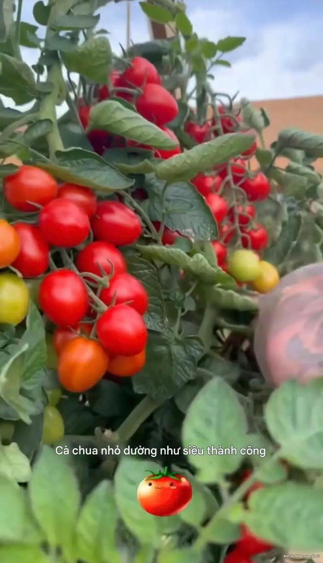 Cảnh tượng khó tin: David Beckham "bỏ phố về quê", trồng rau nuôi gà như nông dân- Ảnh 5.