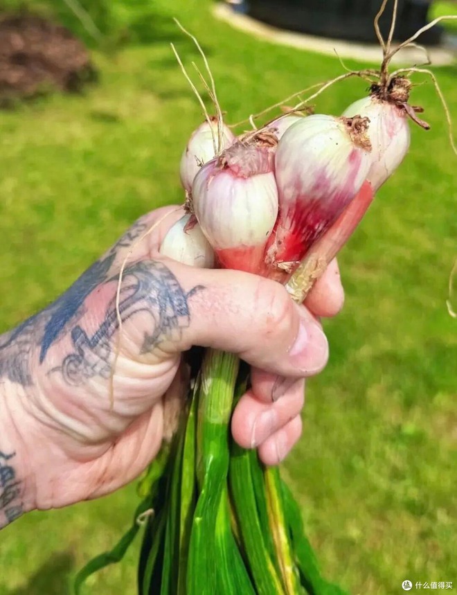 Cảnh tượng khó tin: David Beckham "bỏ phố về quê", trồng rau nuôi gà như nông dân- Ảnh 9.