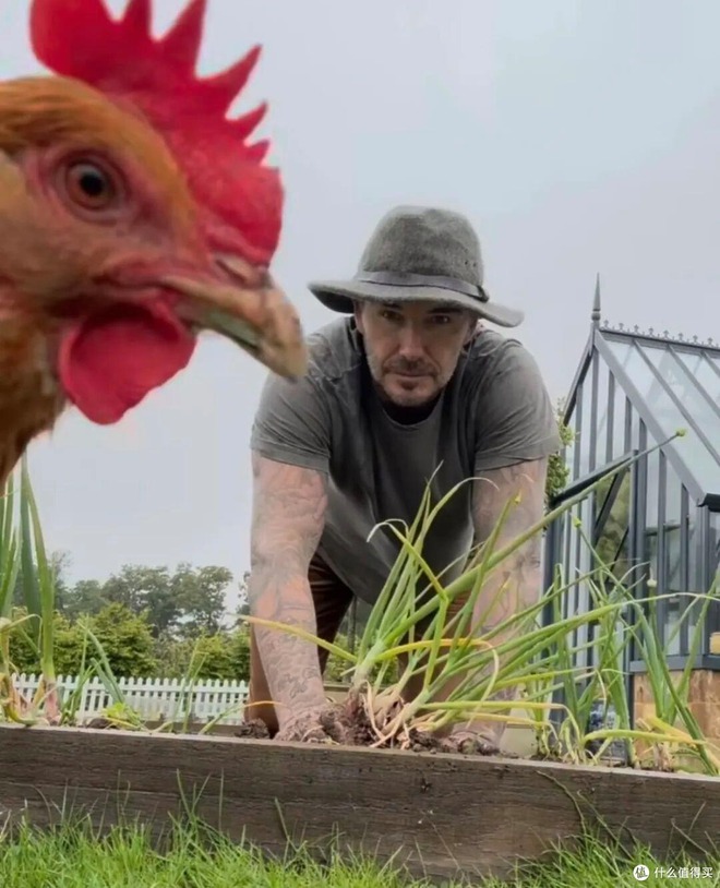 Cảnh tượng khó tin: David Beckham "bỏ phố về quê", trồng rau nuôi gà như nông dân- Ảnh 7.