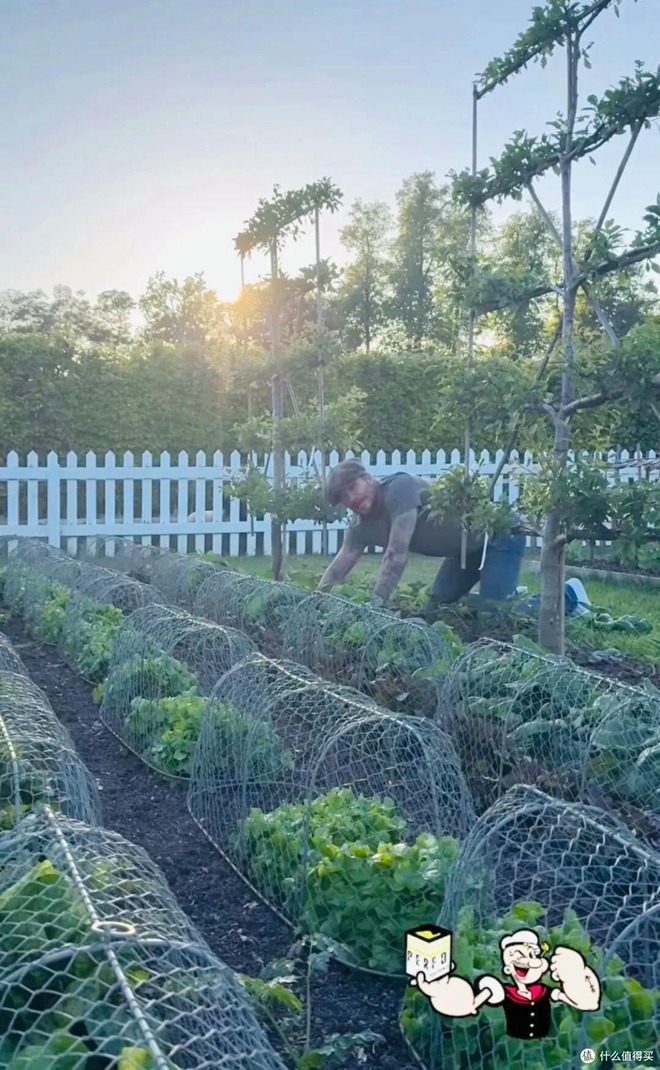Cảnh tượng khó tin: David Beckham "bỏ phố về quê", trồng rau nuôi gà như nông dân- Ảnh 6.