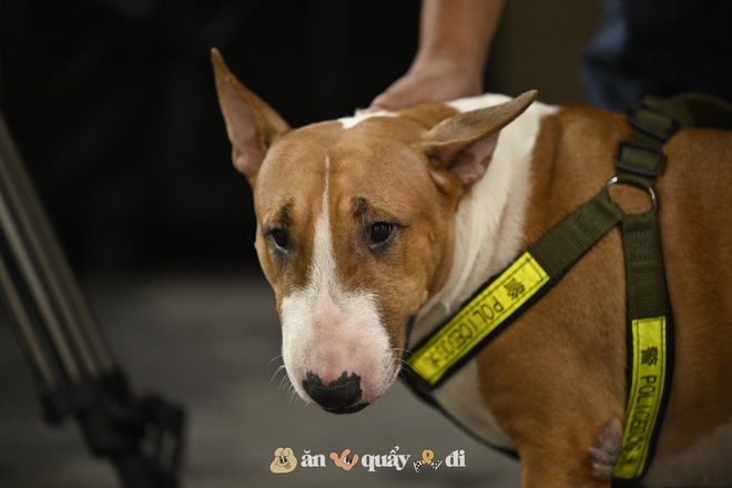 Cận cảnh chú chó “thần tài” nổi tiếng nhất Hà Nội hiện nay: Tiếp khách mệt nghỉ, giúp quán tăng doanh thu cao ngất- Ảnh 9.