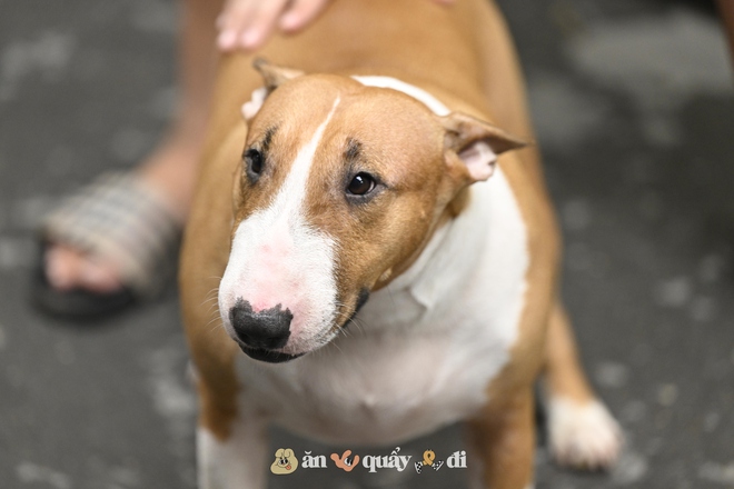 Cận cảnh chú chó “thần tài” nổi tiếng nhất Hà Nội hiện nay: Tiếp khách mệt nghỉ, giúp quán tăng doanh thu cao ngất- Ảnh 10.