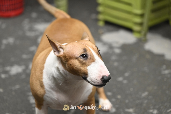 Cận cảnh chú chó “thần tài” nổi tiếng nhất Hà Nội hiện nay: Tiếp khách mệt nghỉ, giúp quán tăng doanh thu cao ngất- Ảnh 3.