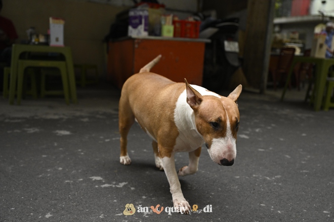 Cận cảnh chú chó “thần tài” nổi tiếng nhất Hà Nội hiện nay: Tiếp khách mệt nghỉ, giúp quán tăng doanh thu cao ngất- Ảnh 4.