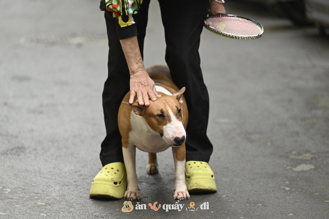 Cận cảnh chú chó “thần tài” nổi tiếng nhất Hà Nội hiện nay: Tiếp khách mệt nghỉ, giúp quán tăng doanh thu cao ngất- Ảnh 7.