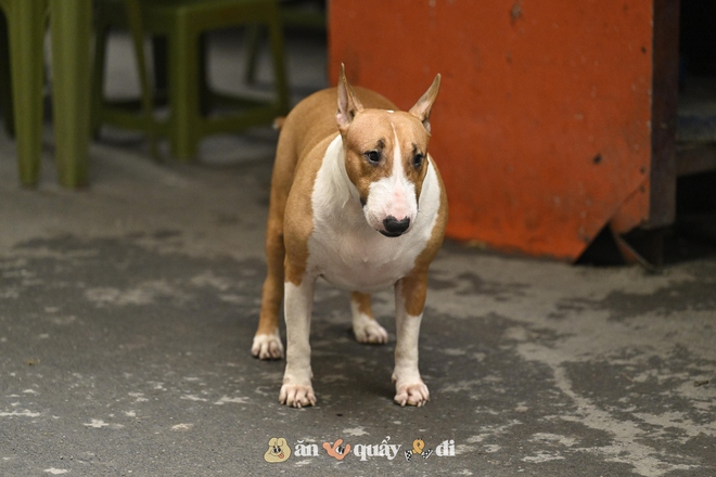 Cận cảnh chú chó “thần tài” nổi tiếng nhất Hà Nội hiện nay: Tiếp khách mệt nghỉ, giúp quán tăng doanh thu cao ngất- Ảnh 2.