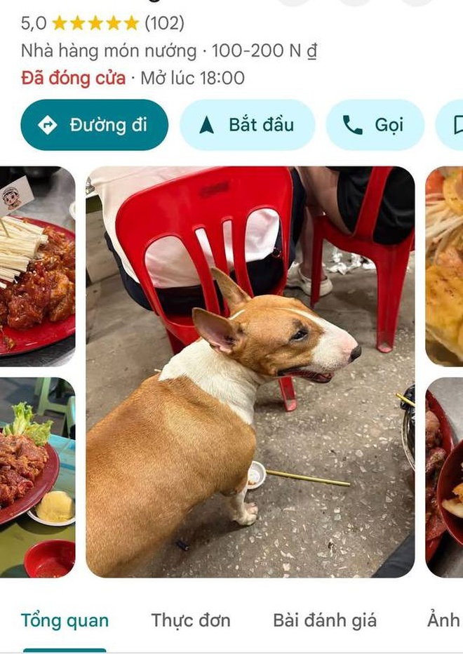 Thông báo khẩn từ chủ quán nướng Hà Nội có chú chó giống hệt “cậu Vàng” trong game Phở Anh Hai- Ảnh 11.