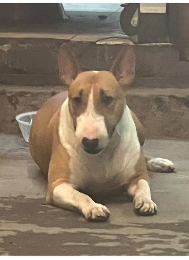 Thông báo khẩn từ chủ quán nướng Hà Nội có chú chó giống hệt “cậu Vàng” trong game Phở Anh Hai- Ảnh 9.