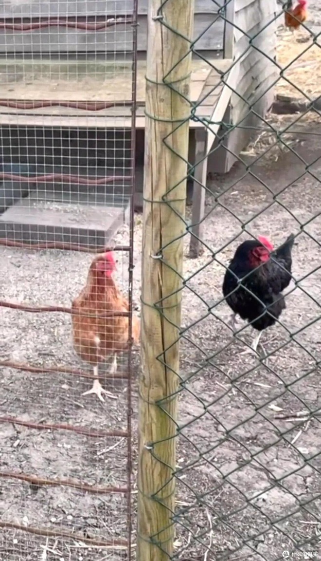 "Nữ thần châu Á" Trương Mạn Ngọc: Tuổi 61 cô độc, nuôi gà, cuốc đất qua ngày- Ảnh 9.