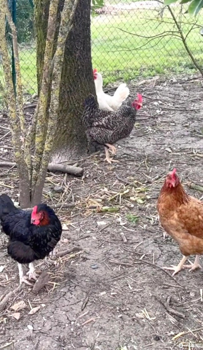 "Nữ thần châu Á" Trương Mạn Ngọc: Tuổi 61 cô độc, nuôi gà, cuốc đất qua ngày- Ảnh 10.