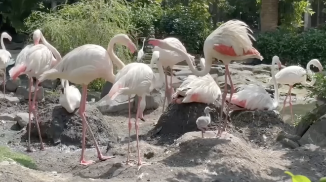 Thảo Cầm Viên đón tin vui "chấn động" sau 20 năm- Ảnh 5. Thảo Cầm Viên đón tin vui "chấn động" sau 20 năm- Ảnh 5.