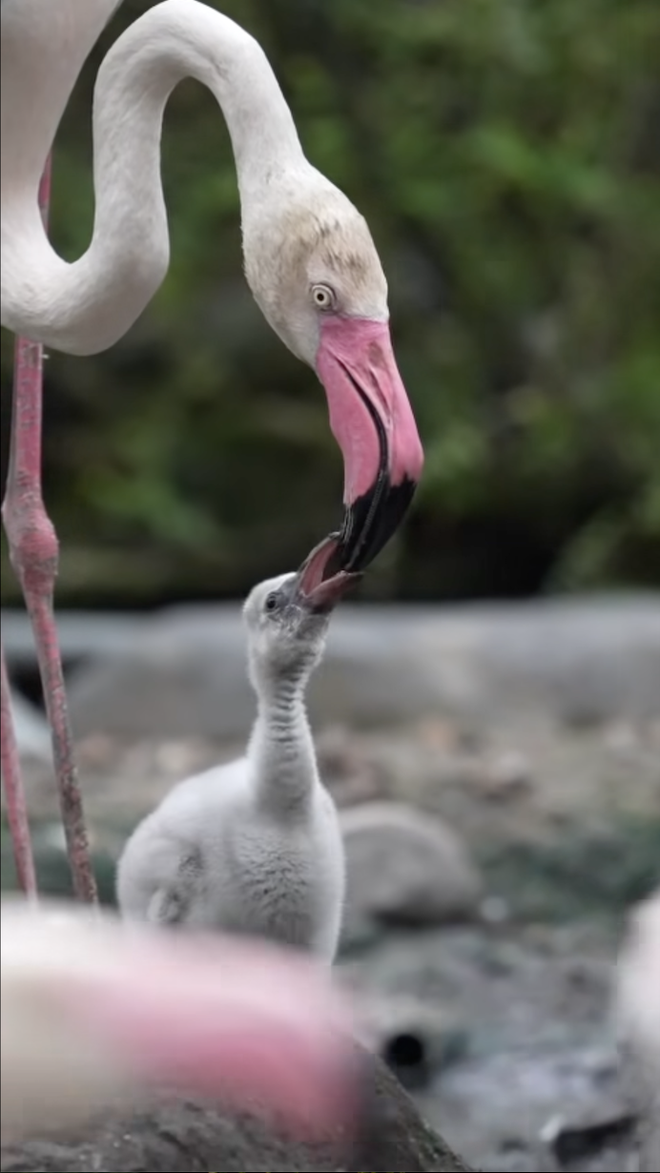 Thảo Cầm Viên đón tin vui "chấn động" sau 20 năm- Ảnh 3. Thảo Cầm Viên đón tin vui "chấn động" sau 20 năm- Ảnh 3.