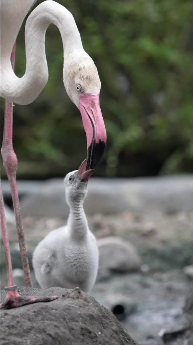 Thảo Cầm Viên đón tin vui "chấn động" sau 20 năm- Ảnh 4. Thảo Cầm Viên đón tin vui "chấn động" sau 20 năm- Ảnh 4.