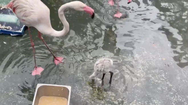 Thảo Cầm Viên đón tin vui "chấn động" sau 20 năm- Ảnh 6. Thảo Cầm Viên đón tin vui "chấn động" sau 20 năm- Ảnh 6.