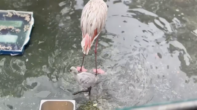 Thảo Cầm Viên đón tin vui "chấn động" sau 20 năm- Ảnh 7. Thảo Cầm Viên đón tin vui "chấn động" sau 20 năm- Ảnh 7.