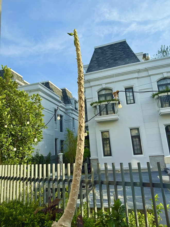 Bữa cơm Đoàn Di Băng làm cho Nguyễn Quốc Vũ- Ảnh 7.