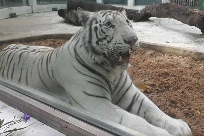 Thảo Cầm Viên lên tiếng về Sơn Tùng M-TP- Ảnh 5. Thảo Cầm Viên lên tiếng về Sơn Tùng M-TP- Ảnh 5.