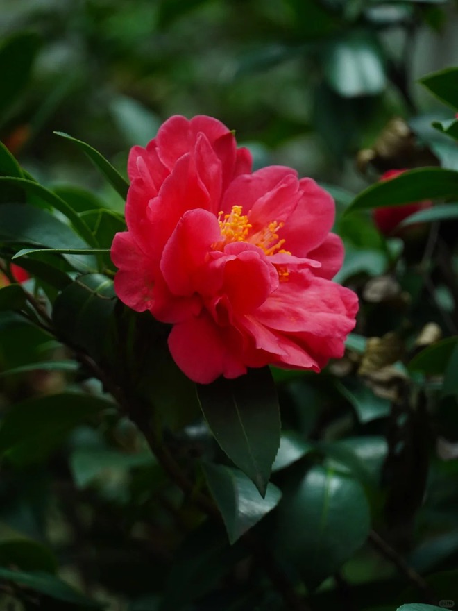 Tết 2026 chơi gì cho "độc"? Thử ngay chậu trà Hương Phi vừa có sắc, vừa có hương, lại mang phú quý vào nhà- Ảnh 17.