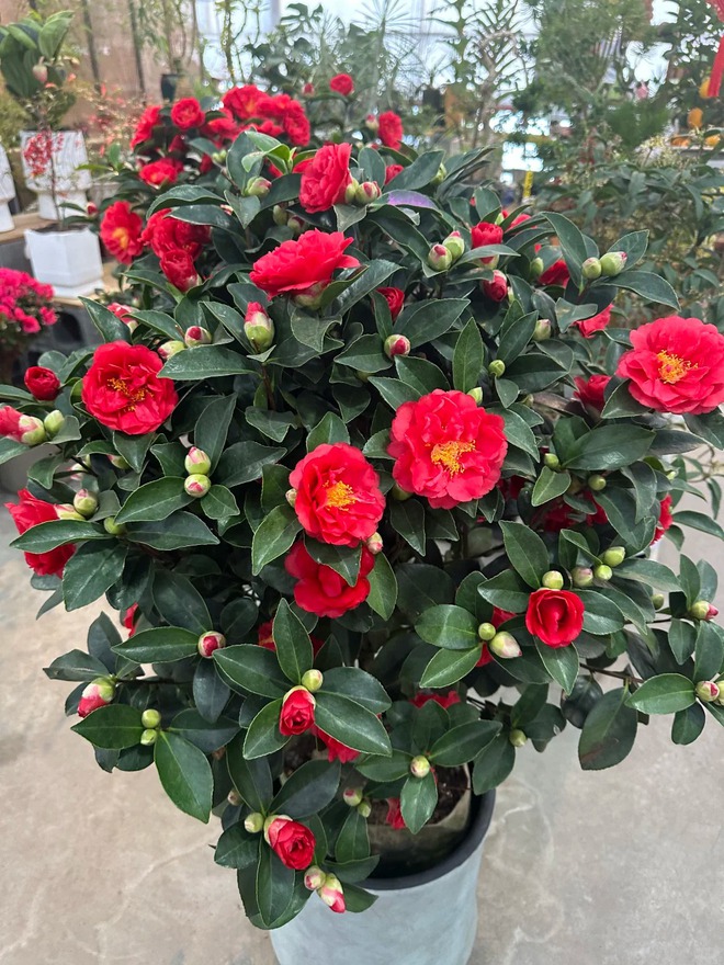 Tết 2026 chơi gì cho "độc"? Thử ngay chậu trà Hương Phi vừa có sắc, vừa có hương, lại mang phú quý vào nhà- Ảnh 10.