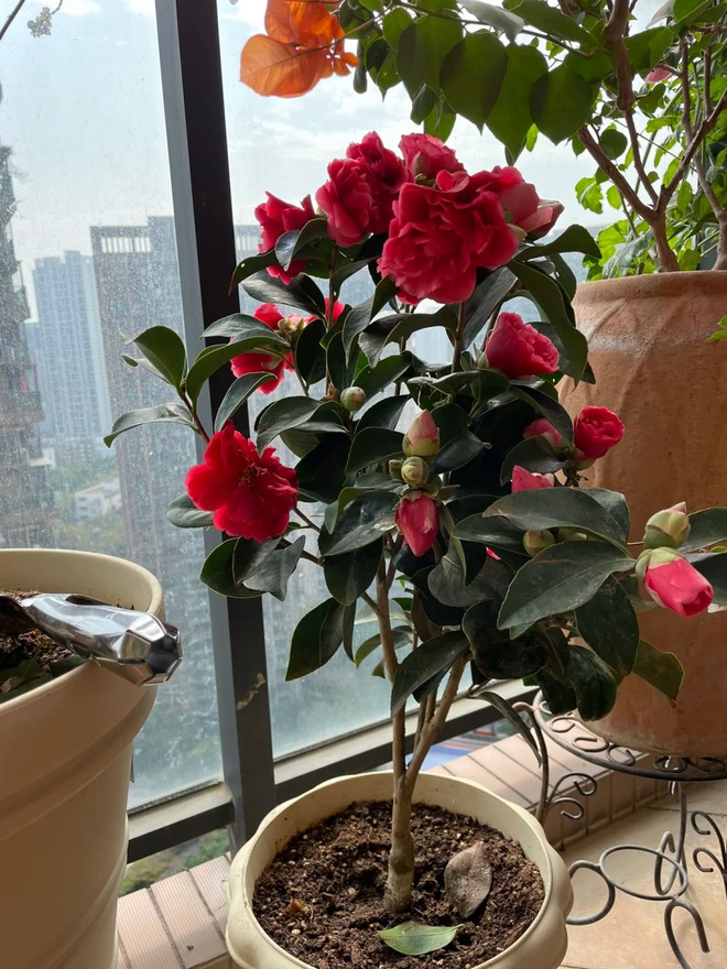 Tết 2026 chơi gì cho "độc"? Thử ngay chậu trà Hương Phi vừa có sắc, vừa có hương, lại mang phú quý vào nhà- Ảnh 7.